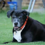 When a Friend Is Struggling With an Aging Pet, What Actually Helps