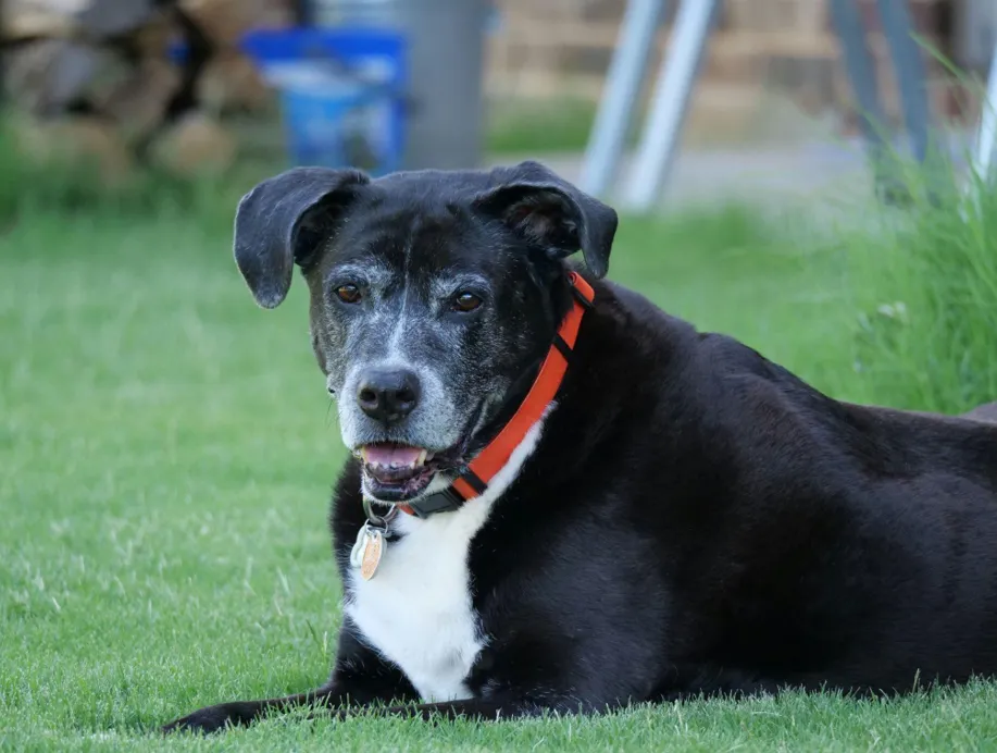When a Friend Is Struggling With an Aging Pet, What Actually Helps