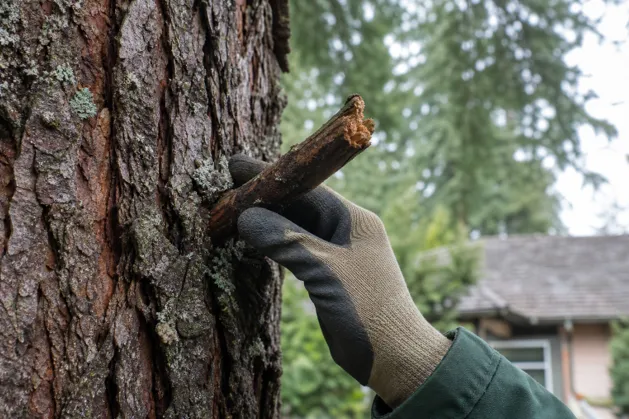 10 Best Tree Services In Bellingham, WA For Safe, Expert Tree Care