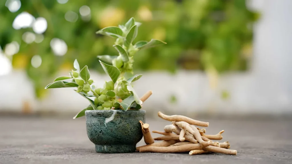 9 Perks of Adding Ashwagandha To Everyday Wellness
