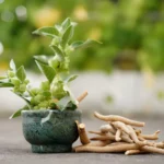 9 Perks of Adding Ashwagandha To Everyday Wellness